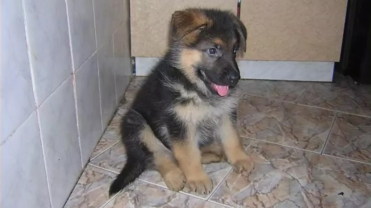 Маленькие овчарки. Маленькие немецкие овчарки. Милые щеночки немецкой овчарки. Щенок овчарки. Немецкая овчарка арчи.