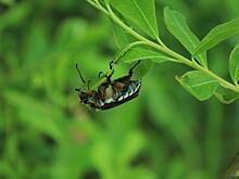 Спросите Никитича: не привозите с дачи «незнакомцев»