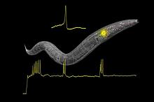 У нематоды зарегистрировали нервный импульс