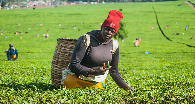 Как выращивают чай в Кении
