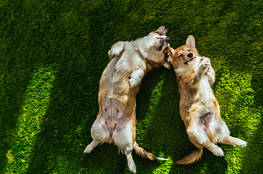 Pedigree и BBDO Moscow показали, как признаться в любви питомцу на его языке