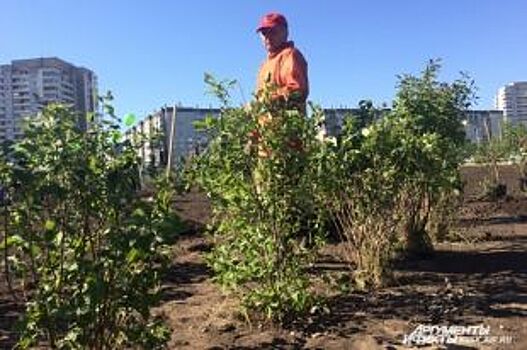 В Красноярске планируют высадить 12 тыс. деревьев на 120 млн рублей