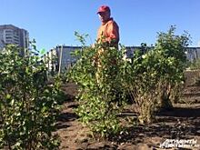 В Красноярске планируют высадить 12 тыс. деревьев на 120 млн рублей