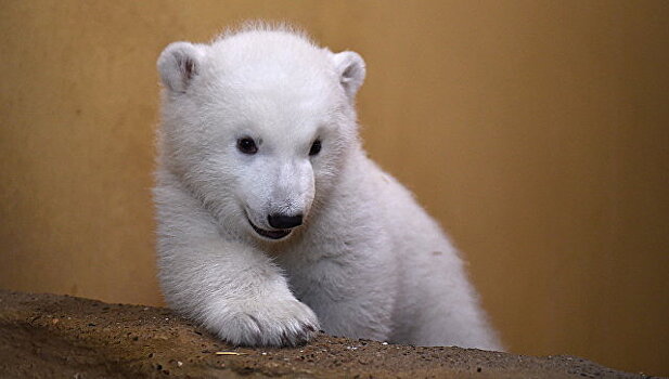 Московский зоопарк приютит белого медвежонка из Якутии