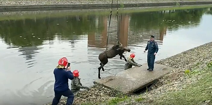 В районе «Серебряного города» в Иванове из реки вытащили погибшего лосёнка