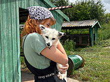 «В природе их растерзают»: новосибирские ученые показали одомашненных животных