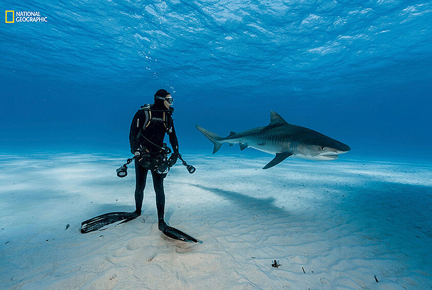 Тайгер-Бич на севере Багам известен у дайверов возможностью поплавать вместе с тигровыми акулами (Багамские Острова)