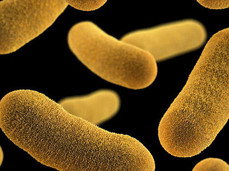 Убаюкать нельзя убить: биологи сочинили колыбельную для бактерий