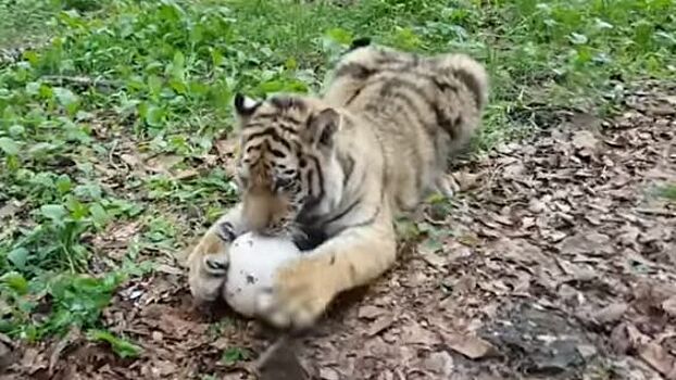 Сыну тигра Амура подарили мяч на 9 месяцев