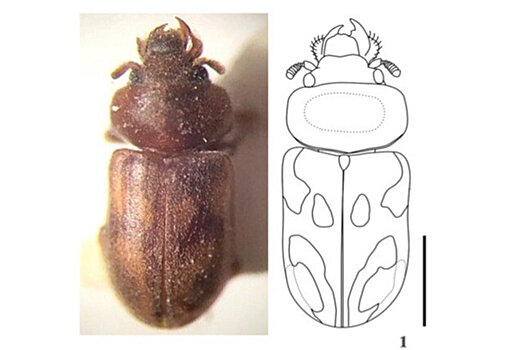 Вьетнамского жука назвали в честь Егора Летова
