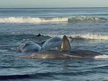 Четырех китов выбросило на берег Японии из-за цунами после землетрясения на Камчатке