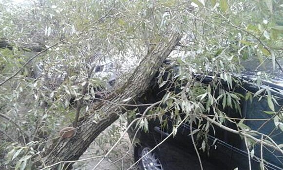 С администрации Орла взыскали стоимость уничтоженной деревом «Ауди А6»