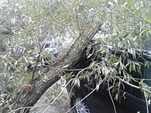 С администрации Орла взыскали стоимость уничтоженной деревом «Ауди А6»