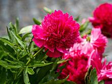 Москвичам рассказали о многолетниках, которые встречаются на клумбах города