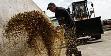 Россия бьет Европу и США на мировом рынке зерна