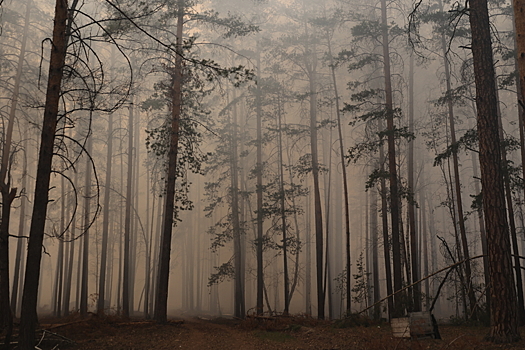 Счетная палата: охрана лесов от пожаров в регионах неудовлетворительна