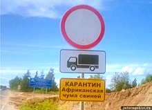 В трех российских регионах выявили вирус АЧС