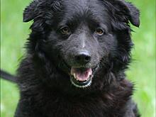 Добровольцы приюта «Дубовая роща» ищут новый дом для своего подопечного Садовника