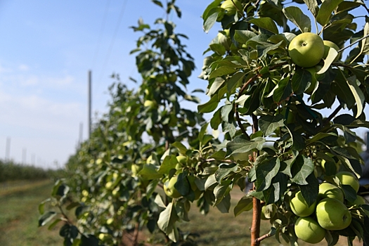 Как определить урожайность яблони