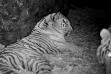 Неугомонные тигрята несколько часов не давали уснуть матери: видео с фотоловушки