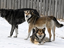 Новосибирский закон о бездомных животных поставят под общественный контроль
