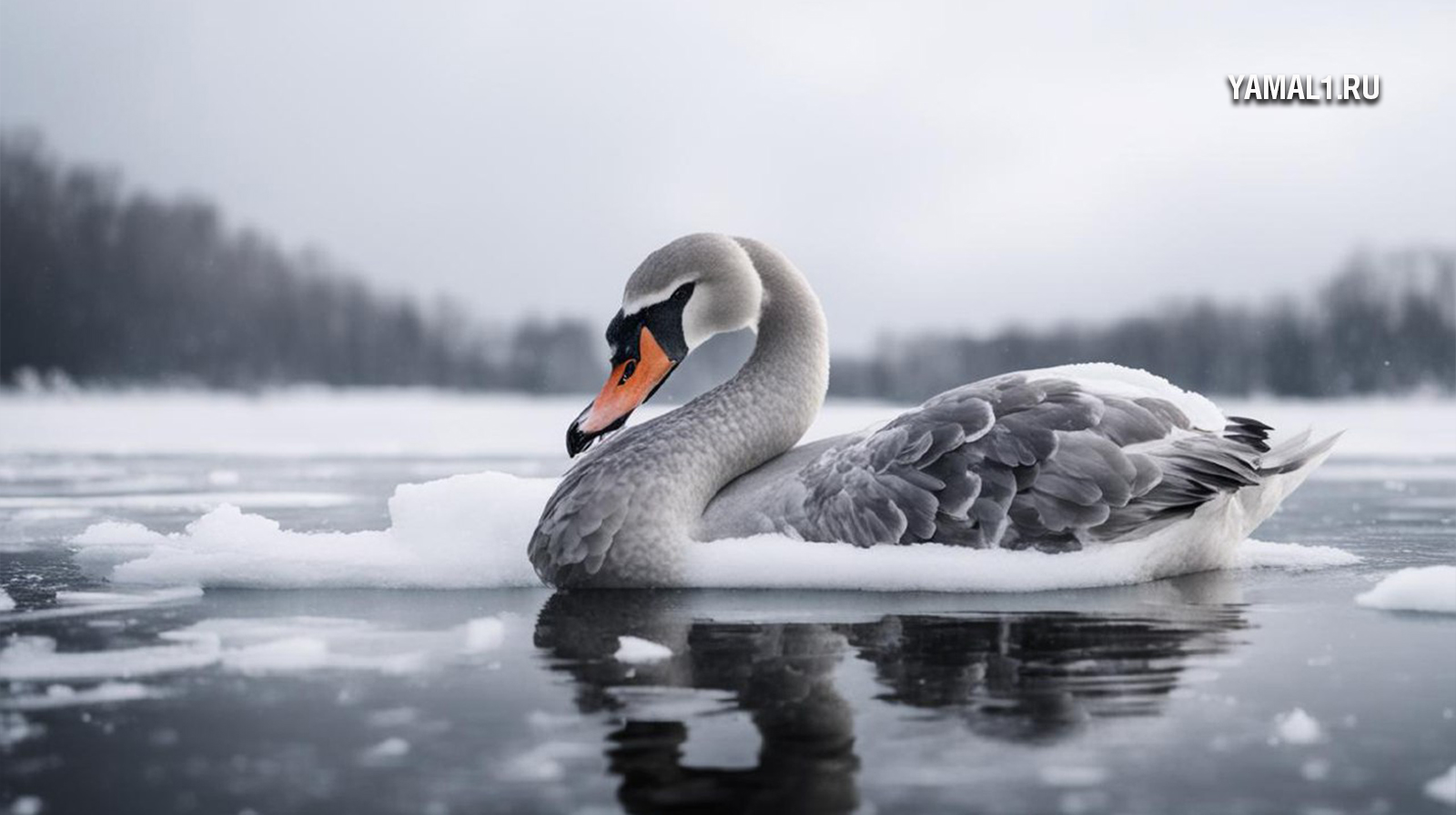 Полиция Петербурга вызволила лебедя из ледяного плена
