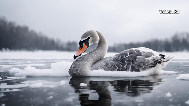 В Петербурге полицейские спасли лебедя, замёрзшего в акватории Финского залива