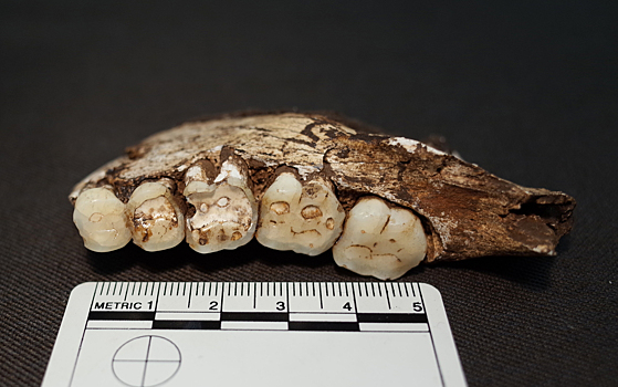 Обтесанные зубы рассказали об уникальном рационе Homo naledi