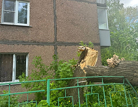 Рухнувшее на людей дерево попало на камеру в Липецке