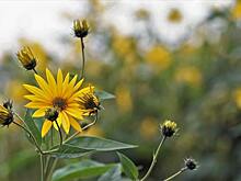 Топинамбур против борщевика Сосновского вновь подтвердил свою эффективность