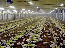 Белоруссия заинтересована в экспорте мяса птицы в Евросоюз