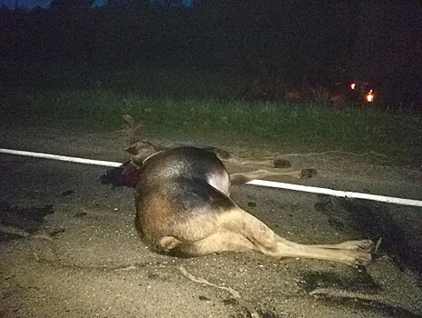 В Тверской области погиб 19-летний водитель после столкновения машины с лосем