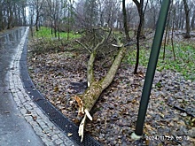 Ураган повалил деревья и повредил инфраструктуру в парке «Швейцария»