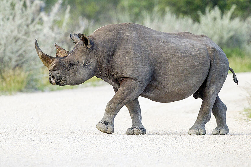 Западный черный носорог пал жертвой охоты в Камеруне пару несколько назад. Угроза вымирания грозит и другим видам черного носорога.