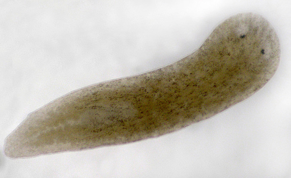 Наночастицы ускорили отрастание отсеченной головы червя