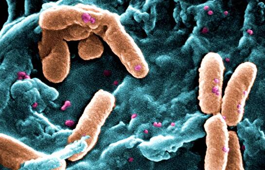 Разработан способ борьбы с неподвластными антибиотикам супербактериями