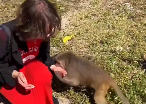 Опасная близость: общение с макакой в Нячанге привело туристку в больницу