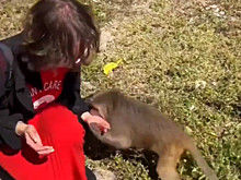 Опасная близость: общение с макакой в Нячанге привело туристку в больницу