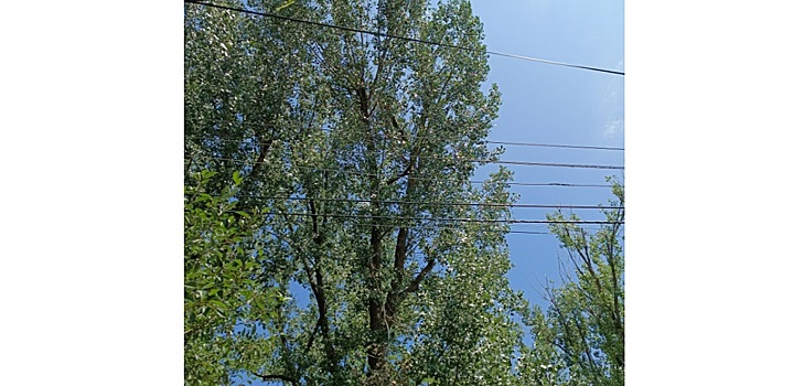 Рвут провода: ростовчанин просит спилить деревья на улице Двинской