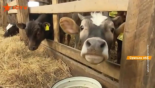 Животноводство на Украине - странный предмет: коров у фермеров нет, а дотации есть