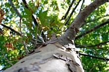 Названы способы, как защитить стволы деревьев после повреждения