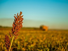 Nature: Сорго может стать главной культурой для России к 2098 году