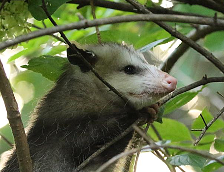 SARS-CoV-2 распространился среди диких животных