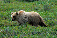 Кричащий оленевод с палкой справился с тремя медведями