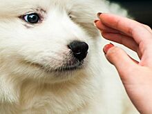 Мужчина стреляет в собак из пистолета под Академгородком