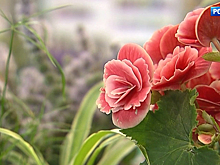 Фестиваль цветов превратил ВДНХ в райский сад