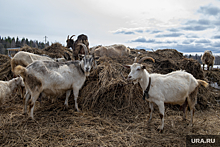 Житель Гайн пригрозил отстреливать коз, с которыми не справляются власти