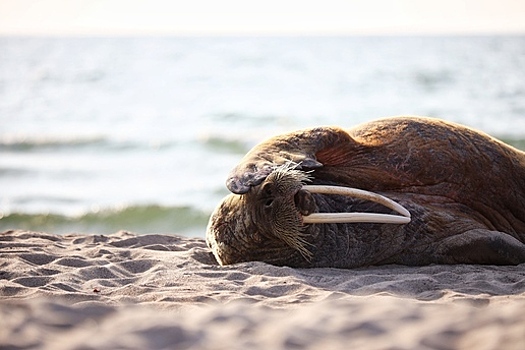 Гостившая на Куршской косе моржиха умерла во время транспортировки в зоопарк Хельсинки