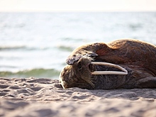 Гостившая на Куршской косе моржиха умерла во время транспортировки в зоопарк Хельсинки