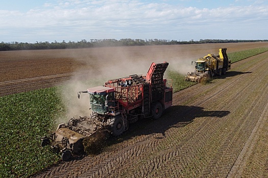 За счет чего в Беларуси ожидают хороший урожай, пояснили эксперты